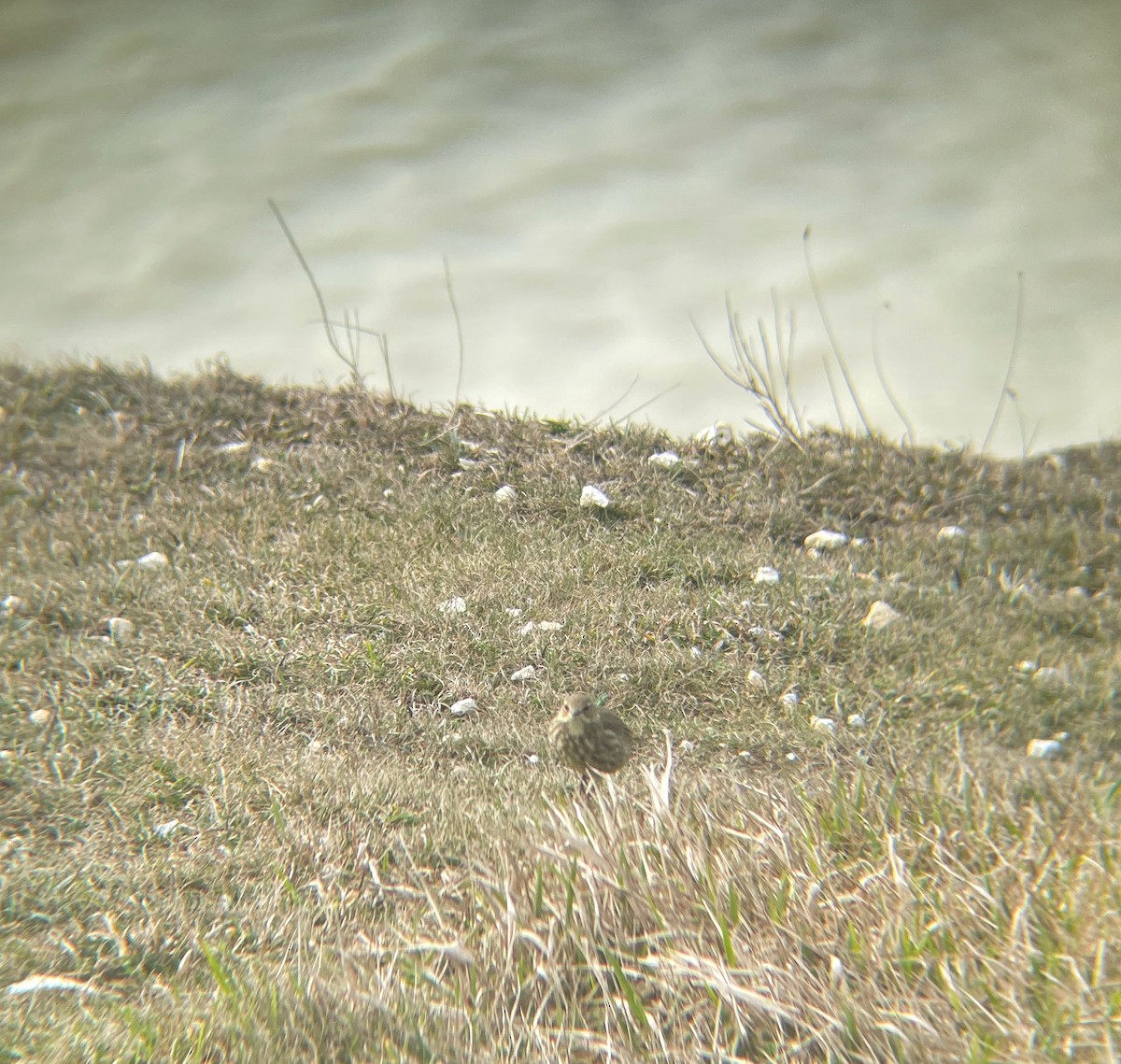 Rock Pipit - ML544543141