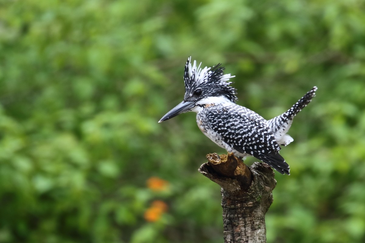 Crested Kingfisher - Amit Gupta