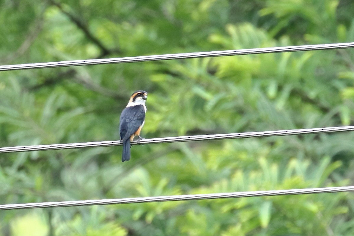 Collared Falconet - ML544543261