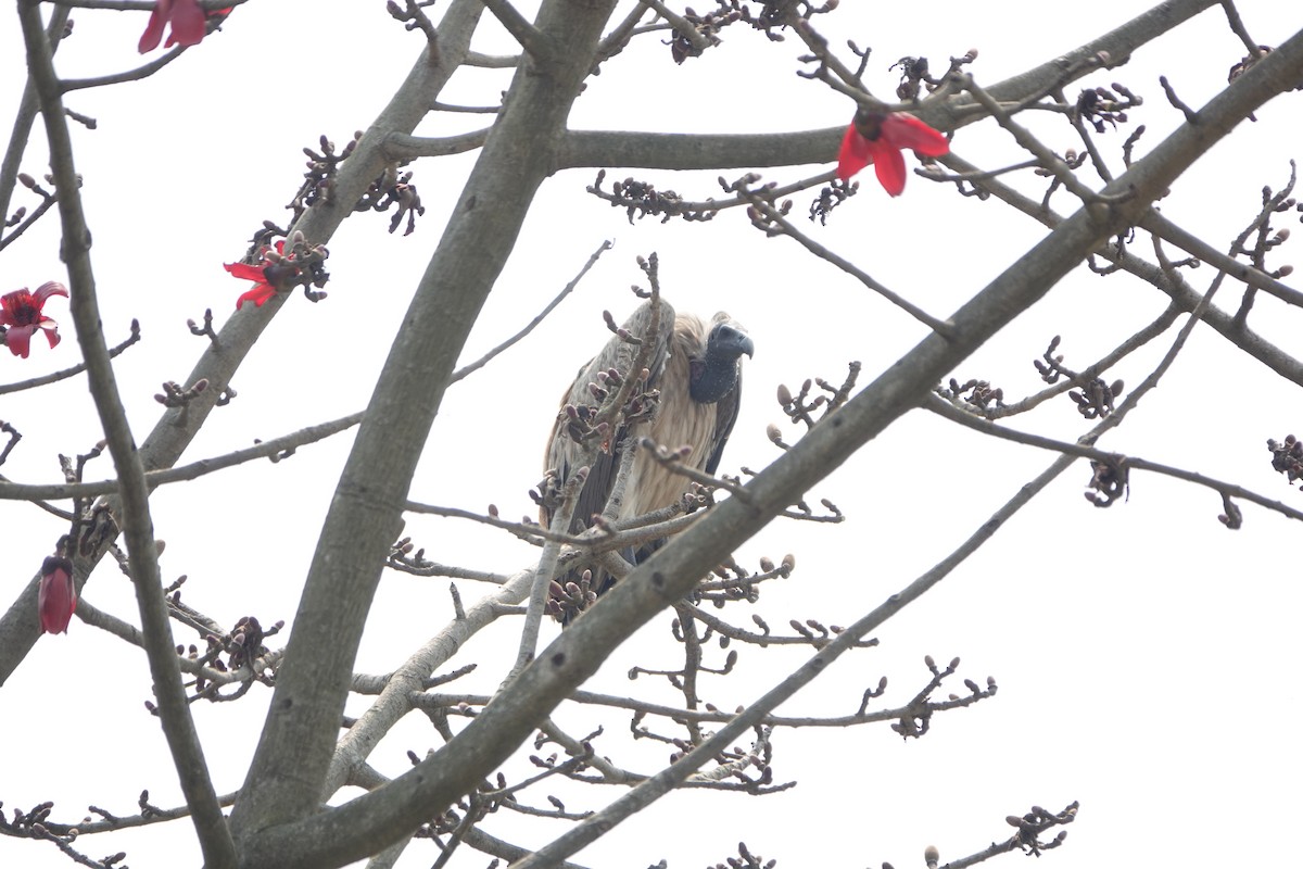 Slender-billed Vulture - ML544543271