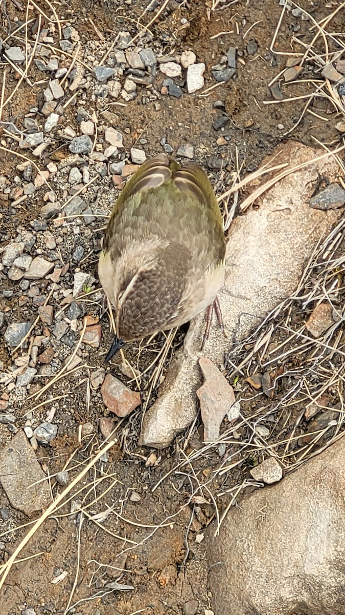 South Island Wren - ML544544101