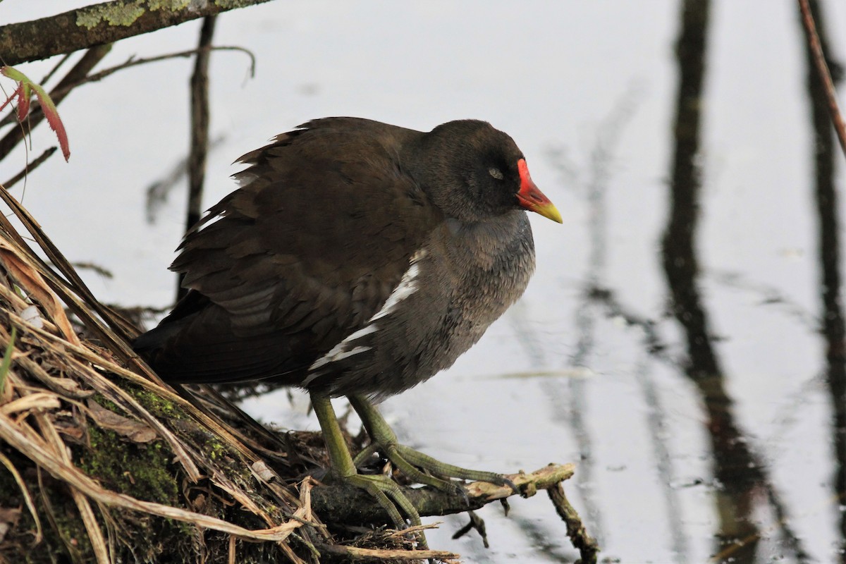 Eurasian Moorhen - Anthony  Popiel