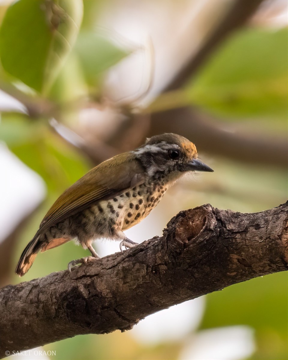 Speckled Piculet - ML544545171