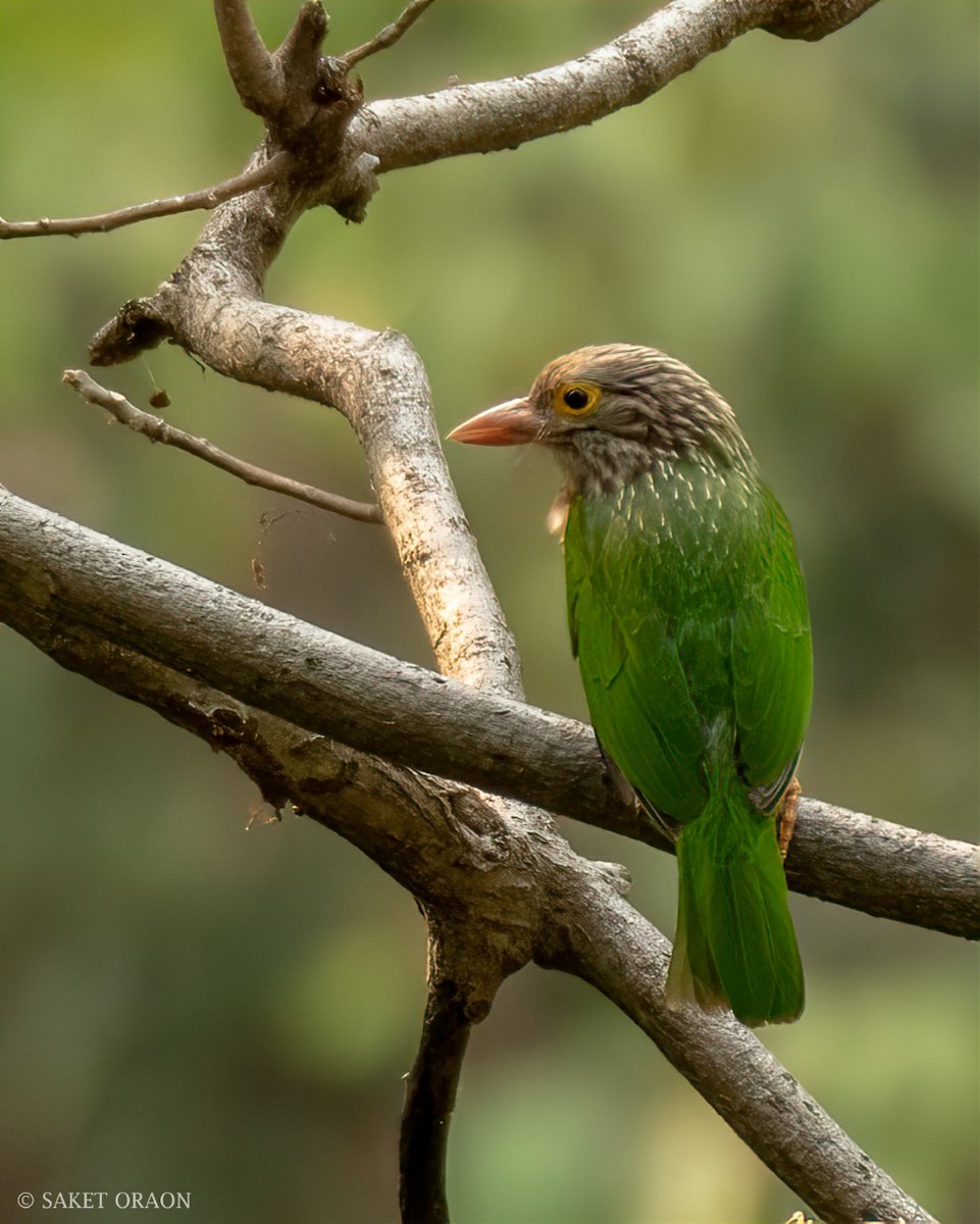 Lineated Barbet - ML544545221