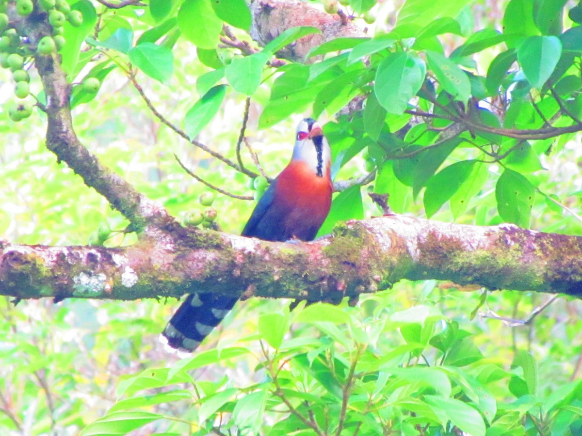 Scale-feathered Malkoha - ML544547031