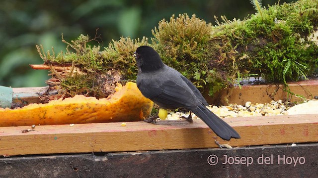 Yellow-thighed Brushfinch - ML544547111