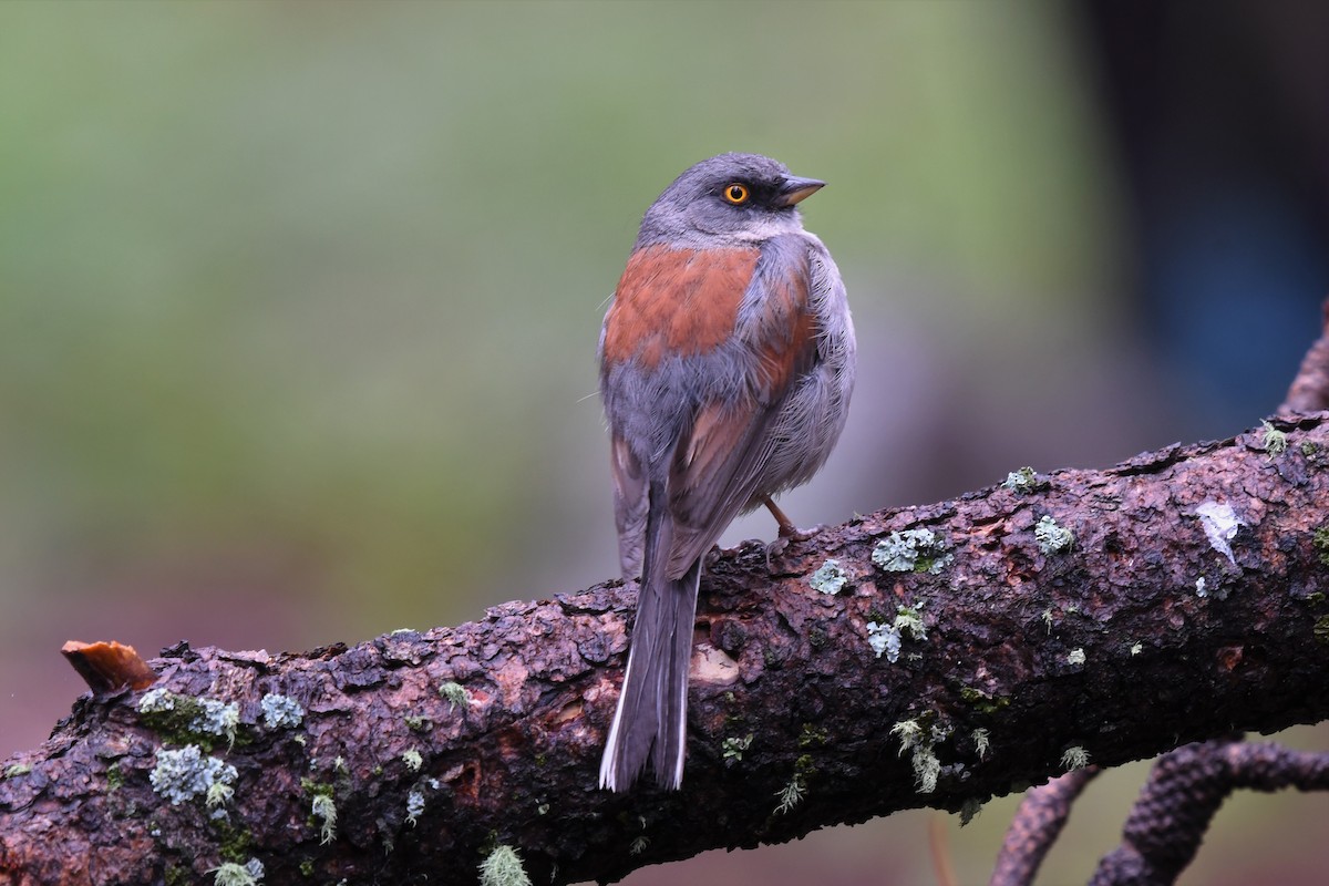 Yellow-eyed Junco - ML544548441