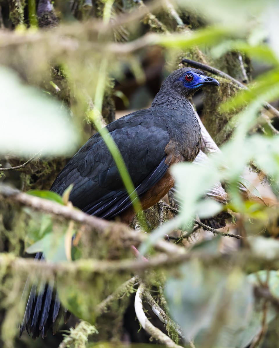 Sickle-winged Guan - ML544549181