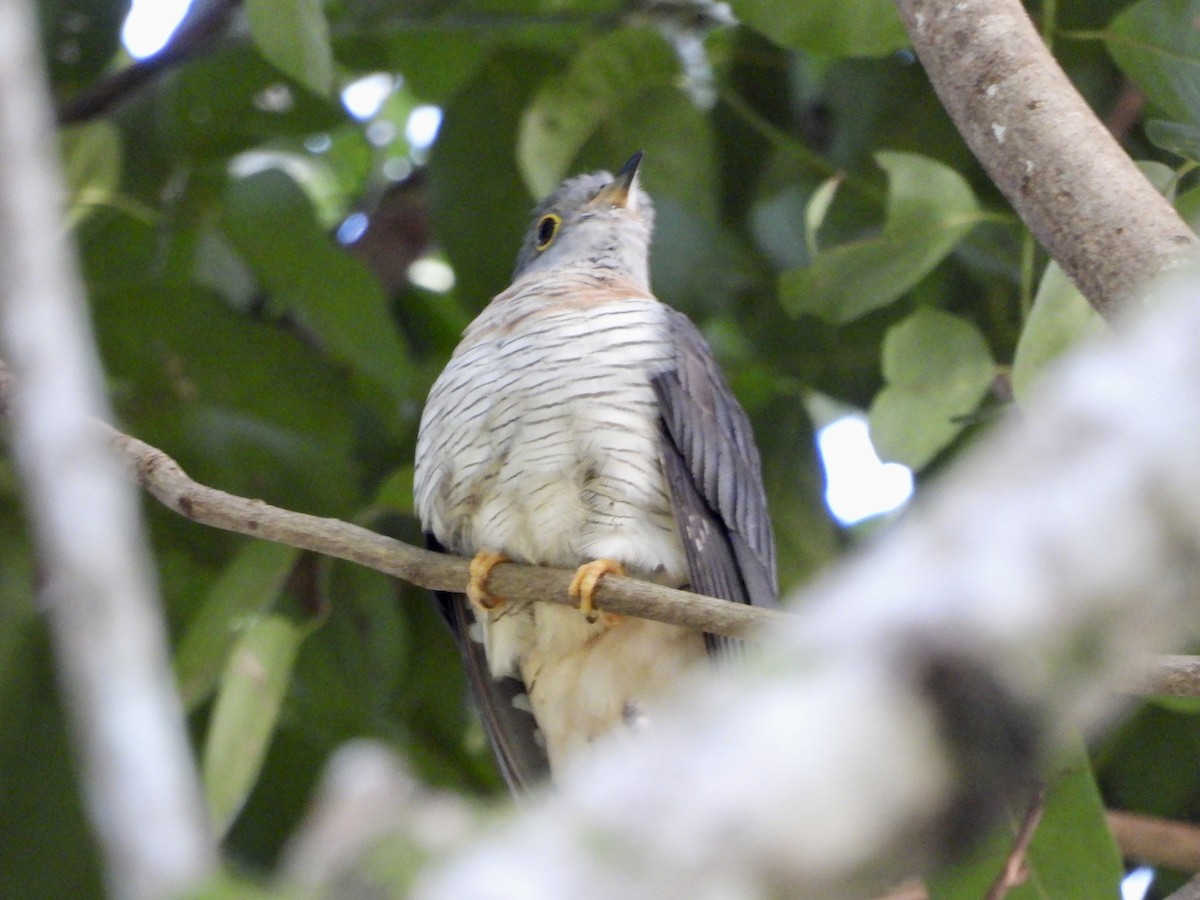 Red-chested Cuckoo - ML544549331