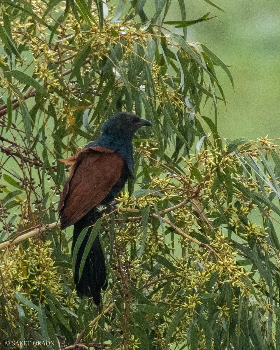 Greater Coucal - ML544549641