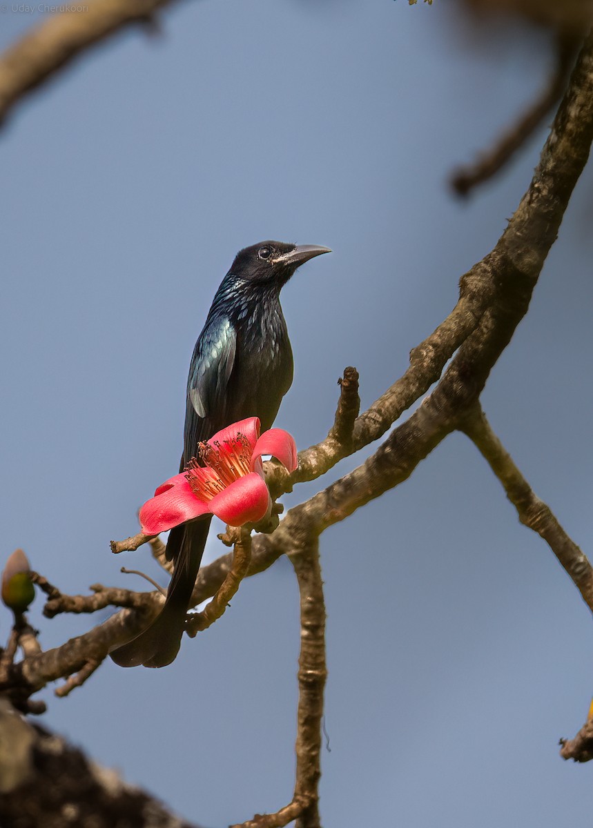 Hair-crested Drongo - ML544549701