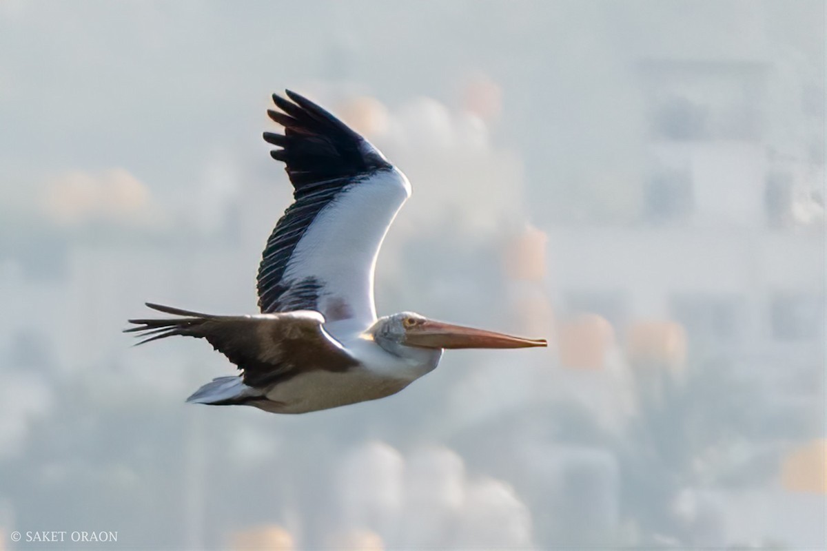 Spot-billed Pelican - ML544549711