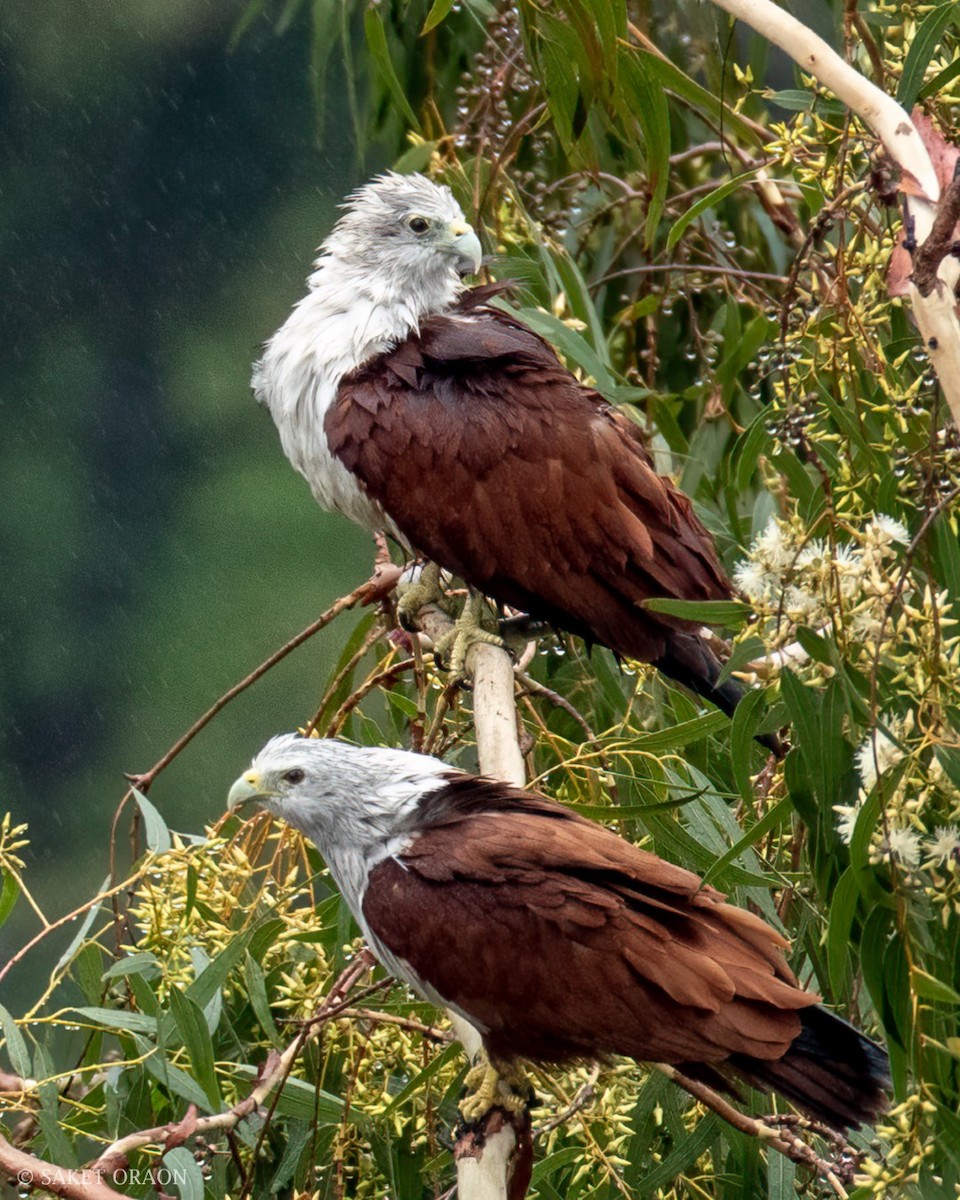 Brahminy Kite - ML544549881