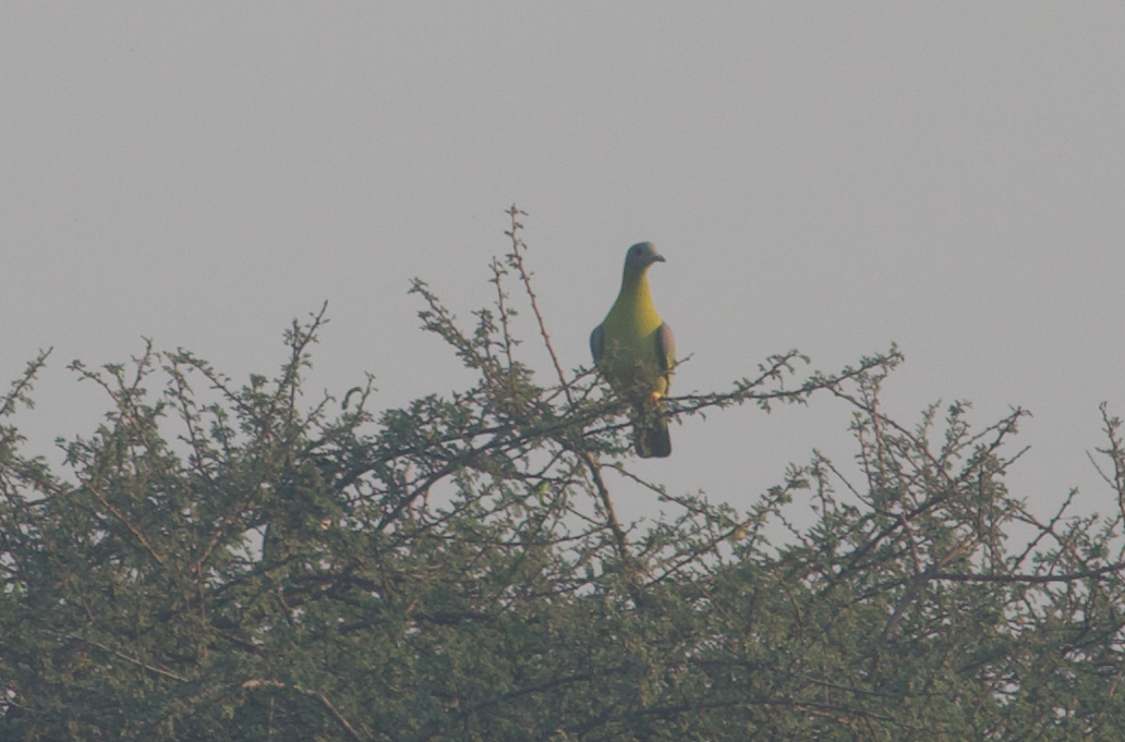 Yellow-footed Green-Pigeon - ML544549891