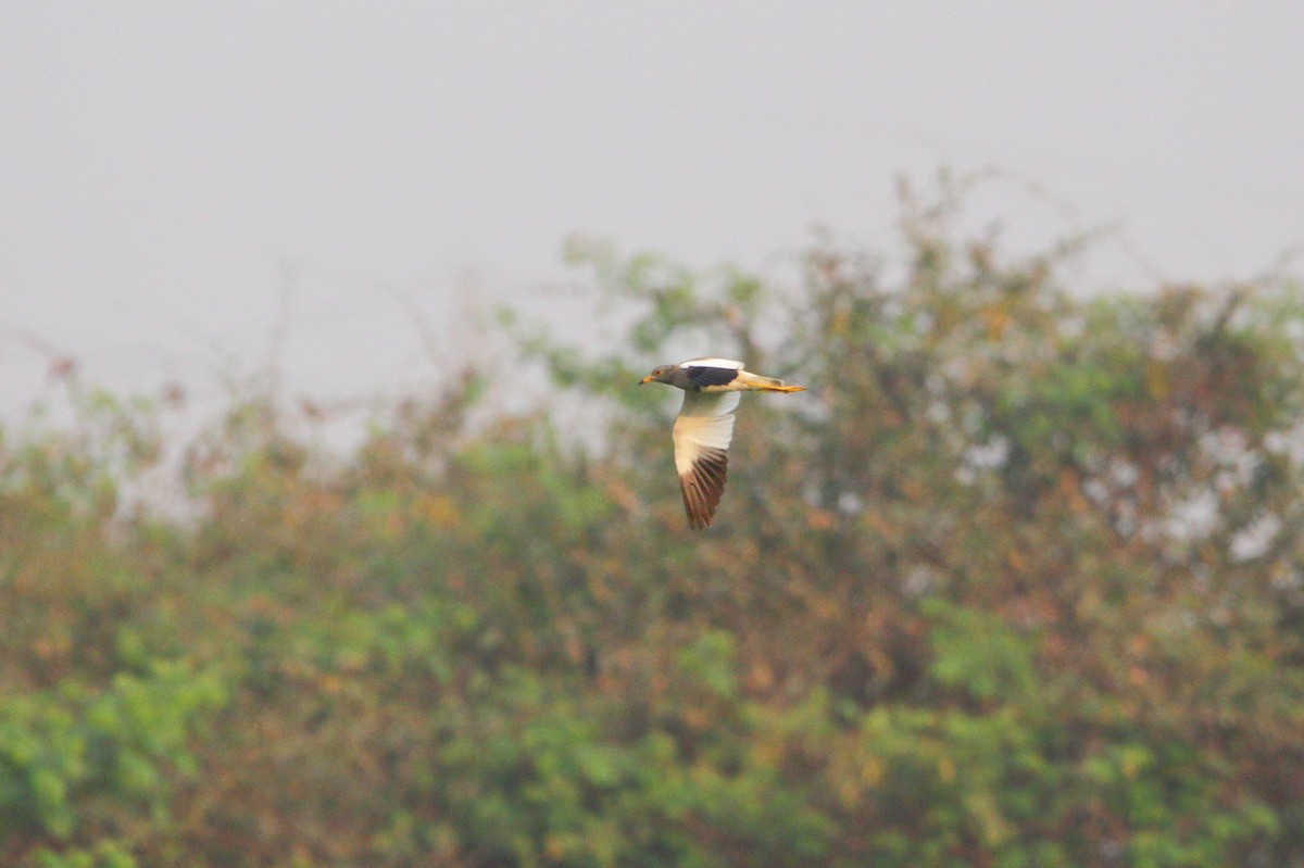 Gray-headed Lapwing - Arghya Sinha