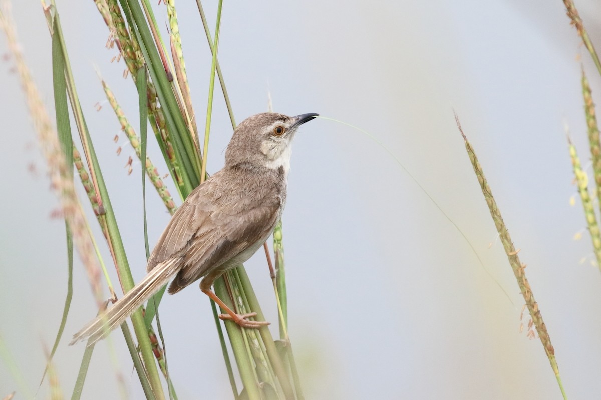 Plain Prinia - ML544552141