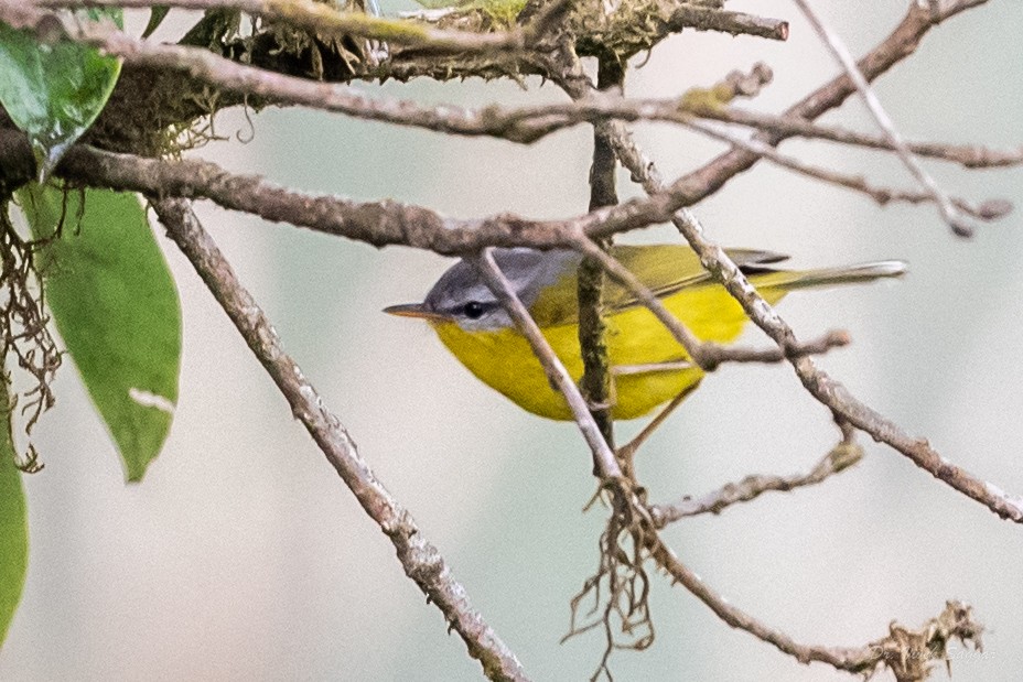 Gray-hooded Warbler - ML544553031