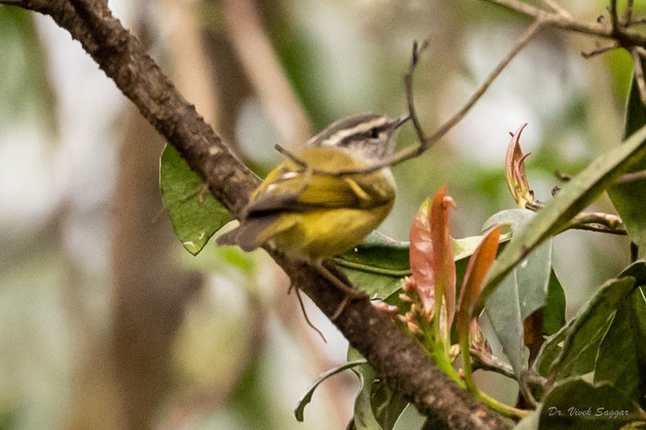 Ashy-throated Warbler - ML544553061