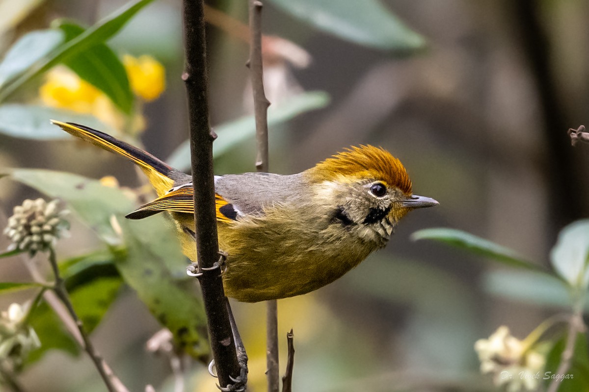 Chestnut-tailed Minla - ML544553391