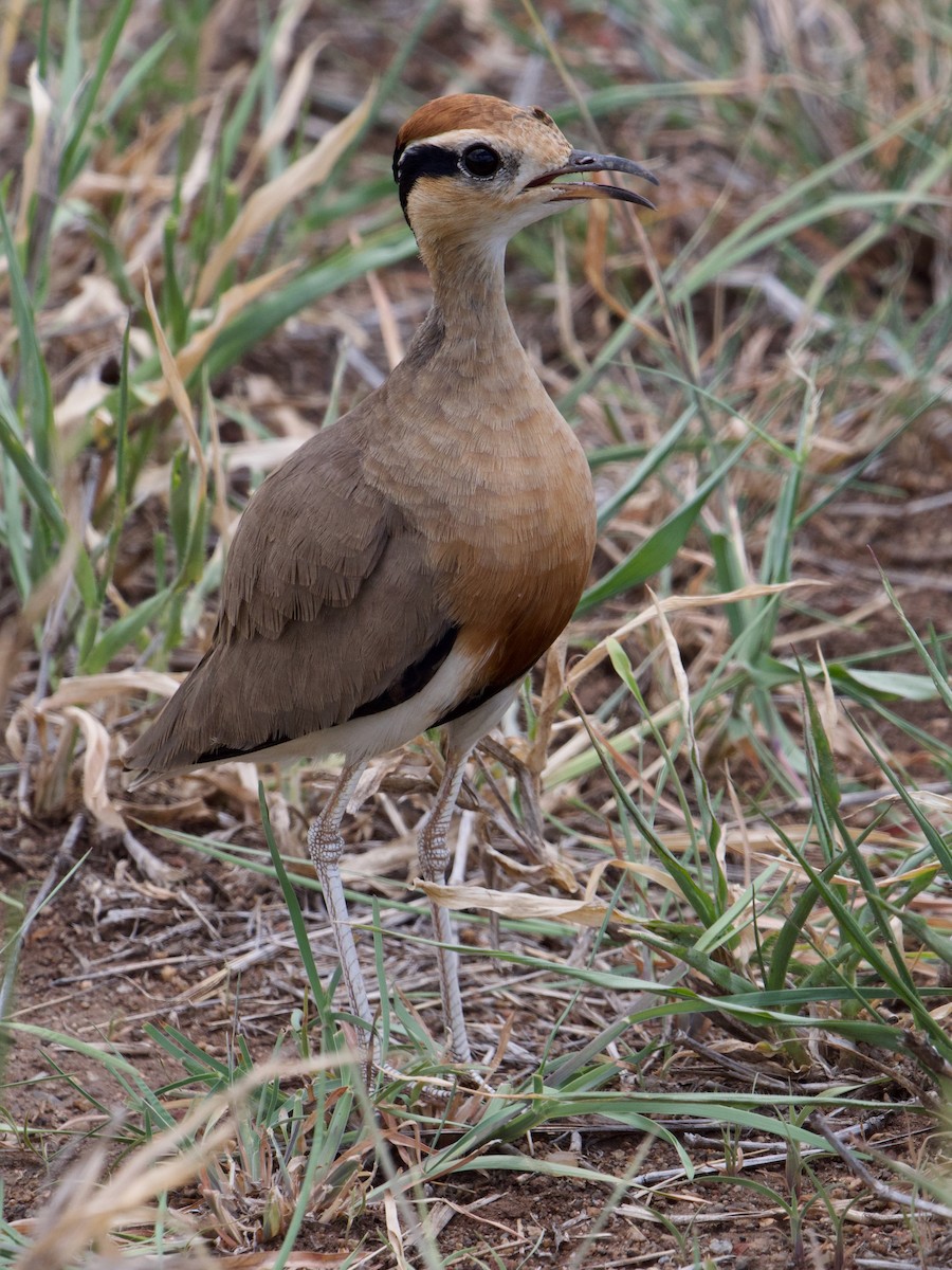 Temminck's Courser - ML544554011