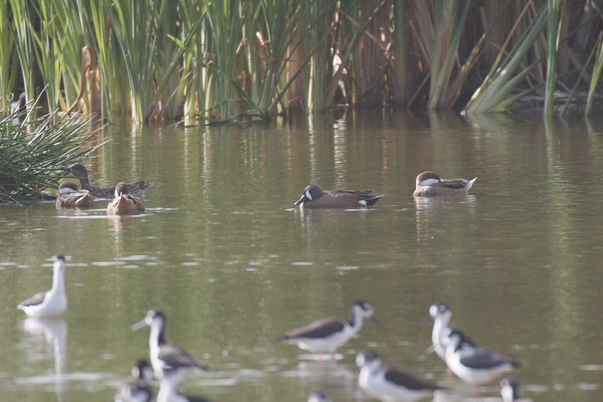 Blue-winged Teal - ML544554071