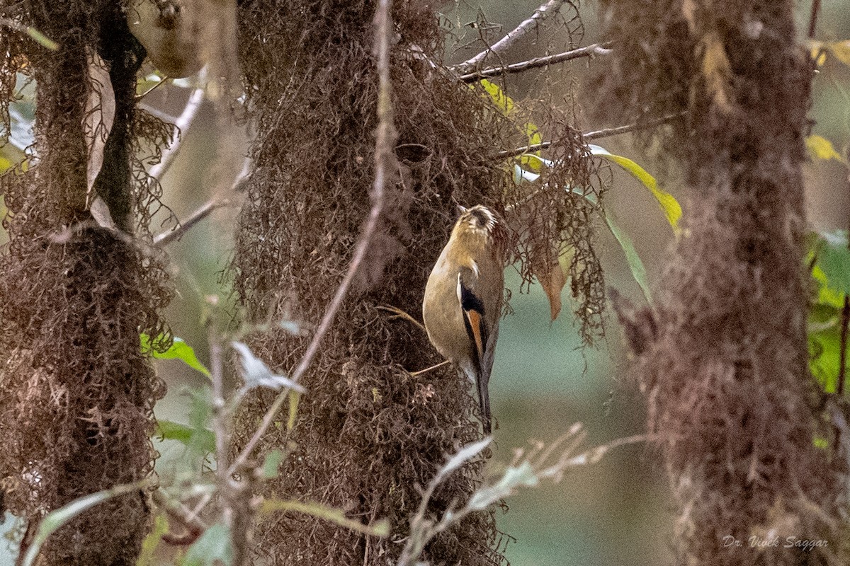 Rufous-winged Fulvetta - ML544554381