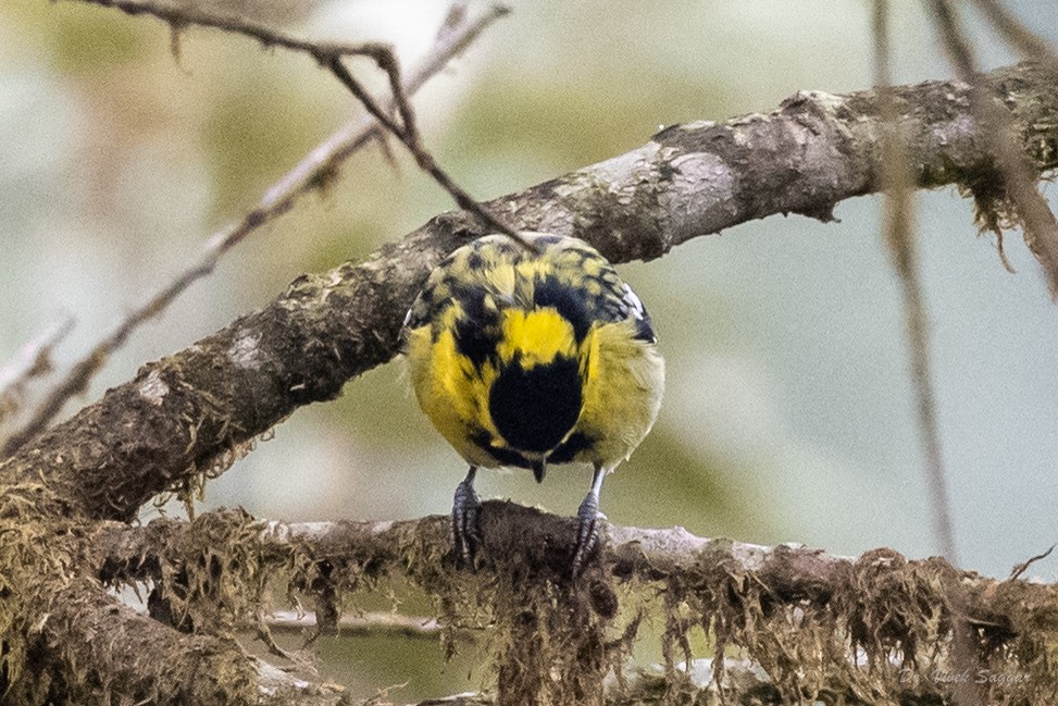 Mésange à joues jaunes - ML544554611