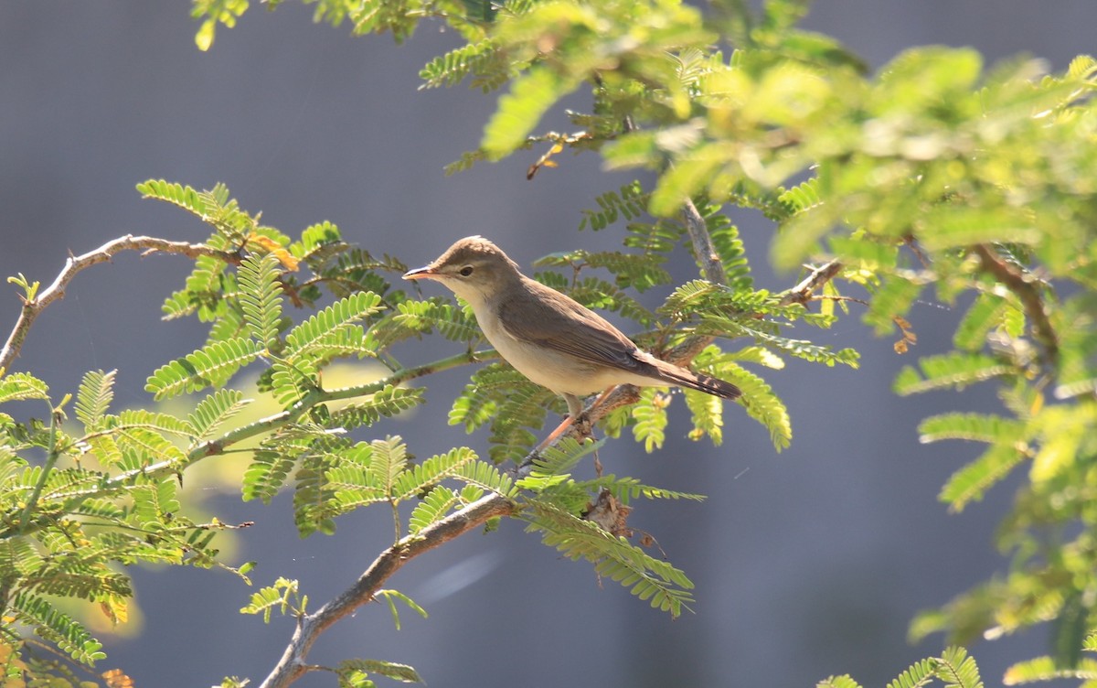 Бутны охил бялзуухай - ML544554661