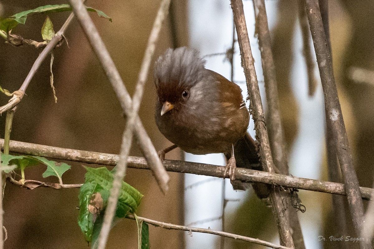 Rusty-fronted Barwing - ML544554801