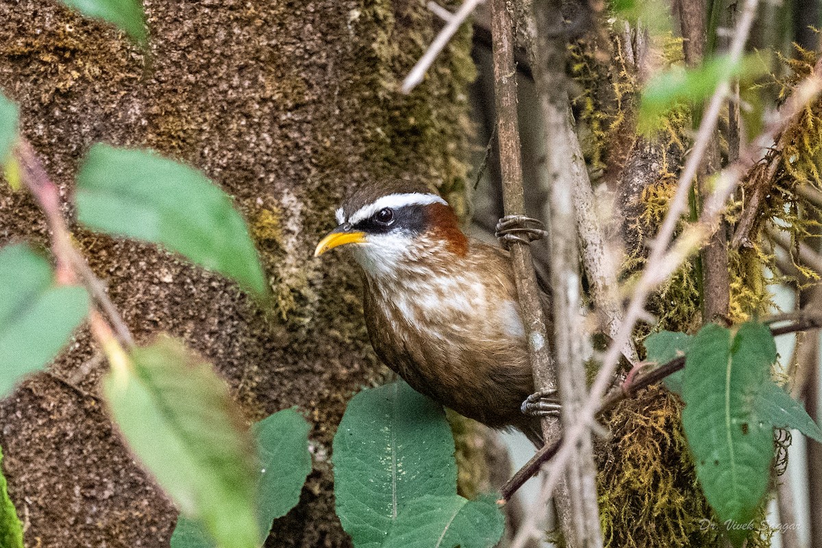 Streak-breasted Scimitar-Babbler - ML544554871