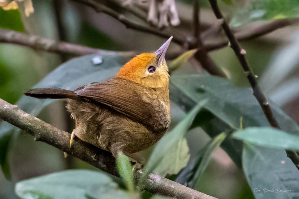 Rufous-capped Babbler - Vivek Saggar