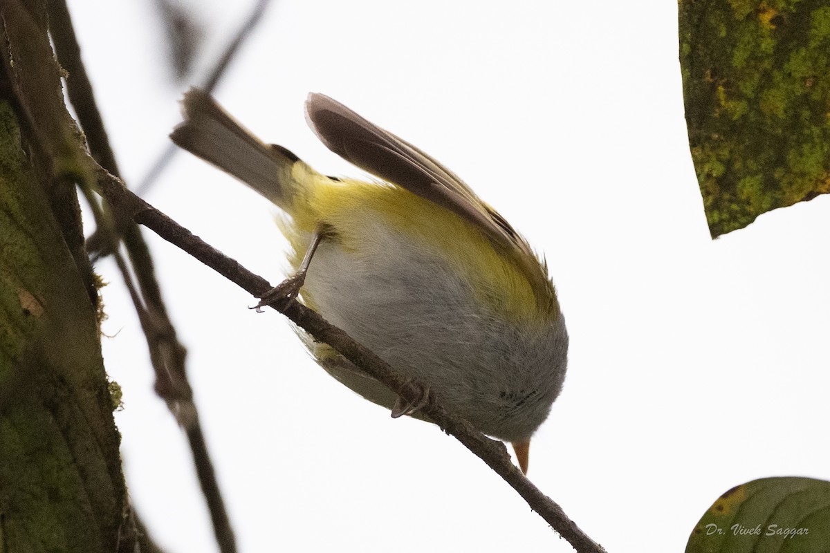 Mosquitero Coronicastaño - ML544555251