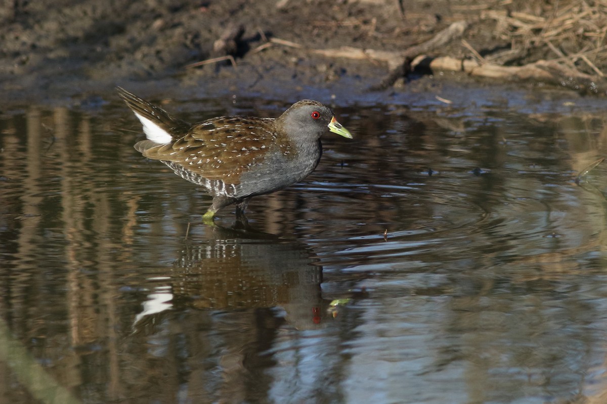 Australian Crake - ML544555401