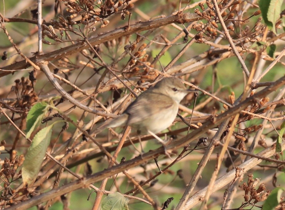 Бутны охил бялзуухай - ML544555751