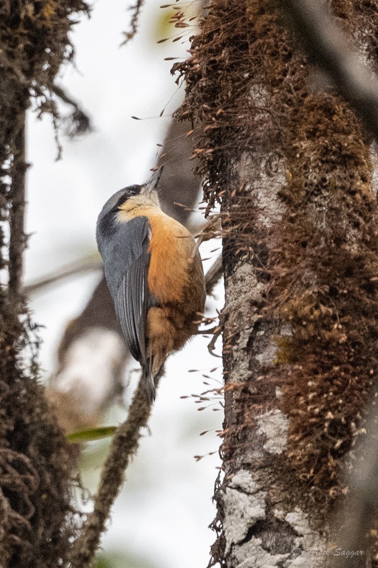 White-tailed Nuthatch - Vivek Saggar