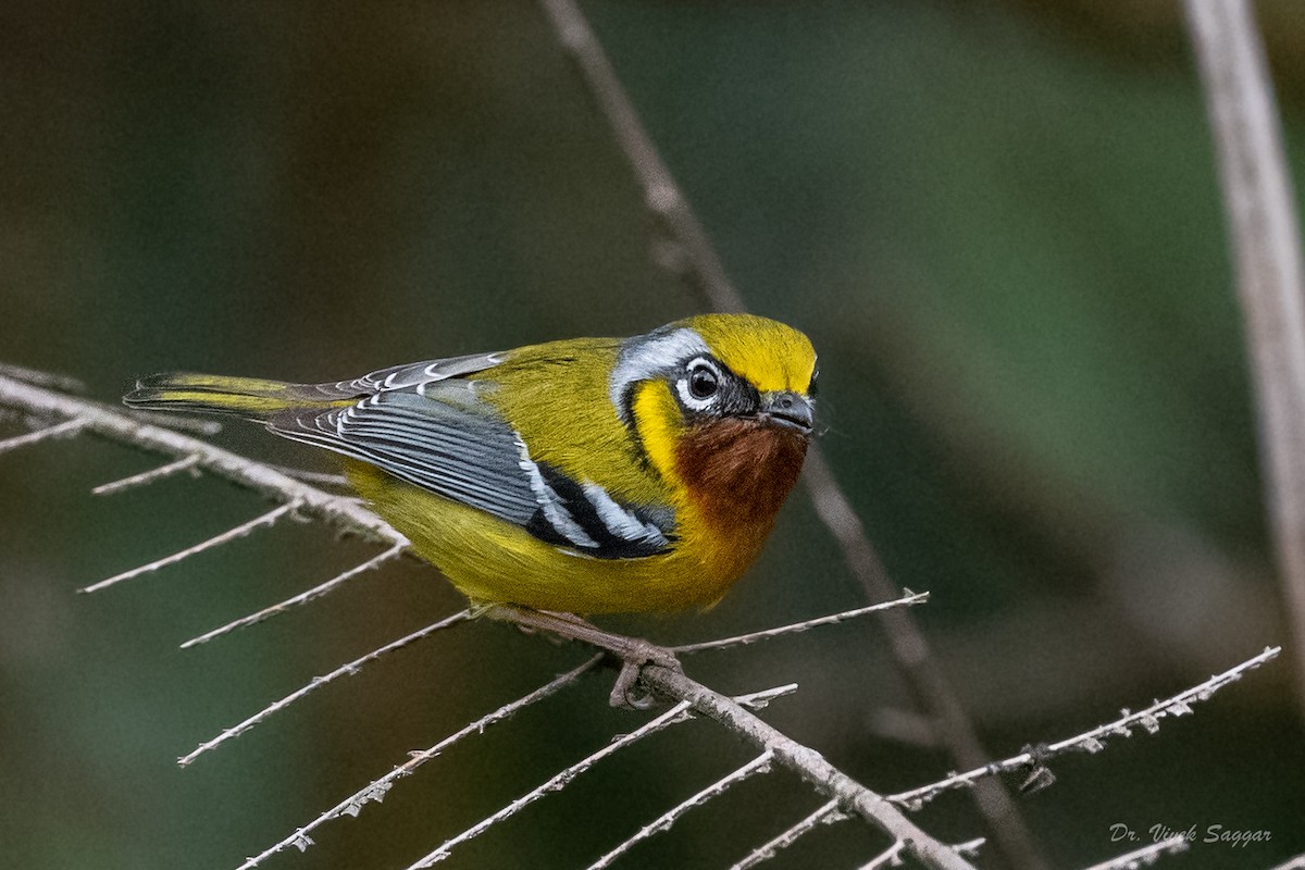 Vireo Alcaudón Orejudo - ML544558351