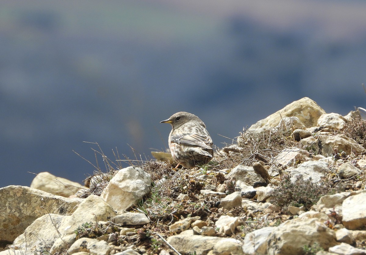 Alpine Accentor - ML544558431