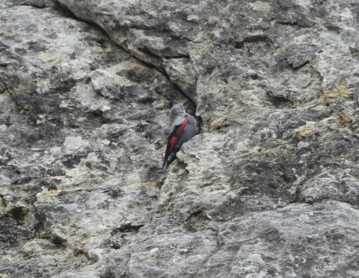 Wallcreeper - Xabi Varela