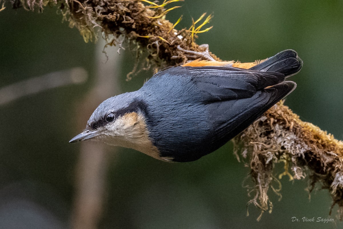 White-tailed Nuthatch - Vivek Saggar