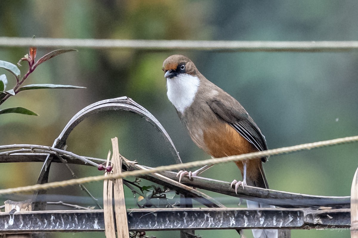 White-throated Laughingthrush - ML544559451