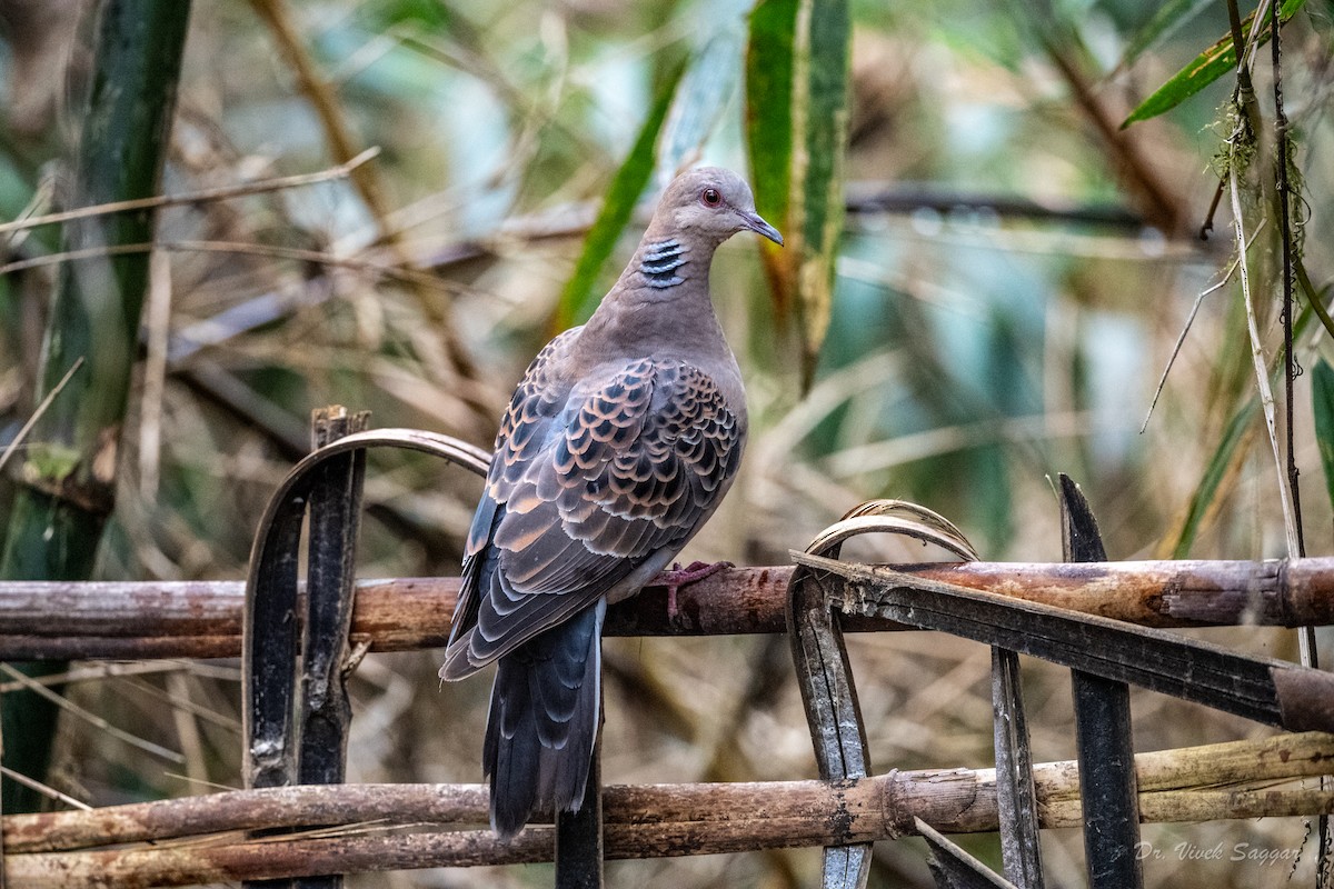 Oriental Turtle-Dove - ML544559541