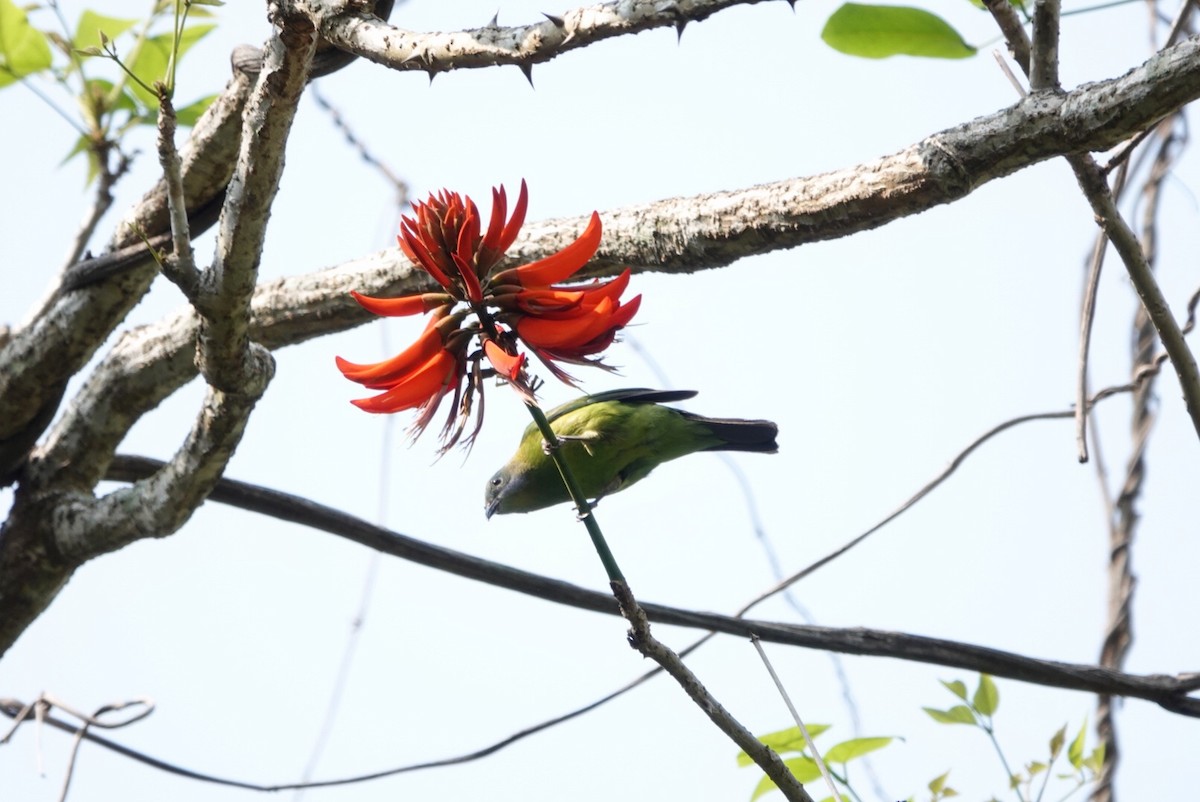 Orange-bellied Leafbird - ML544560131