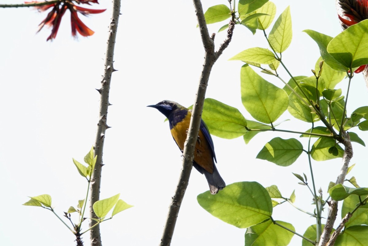 Orange-bellied Leafbird - ML544560141