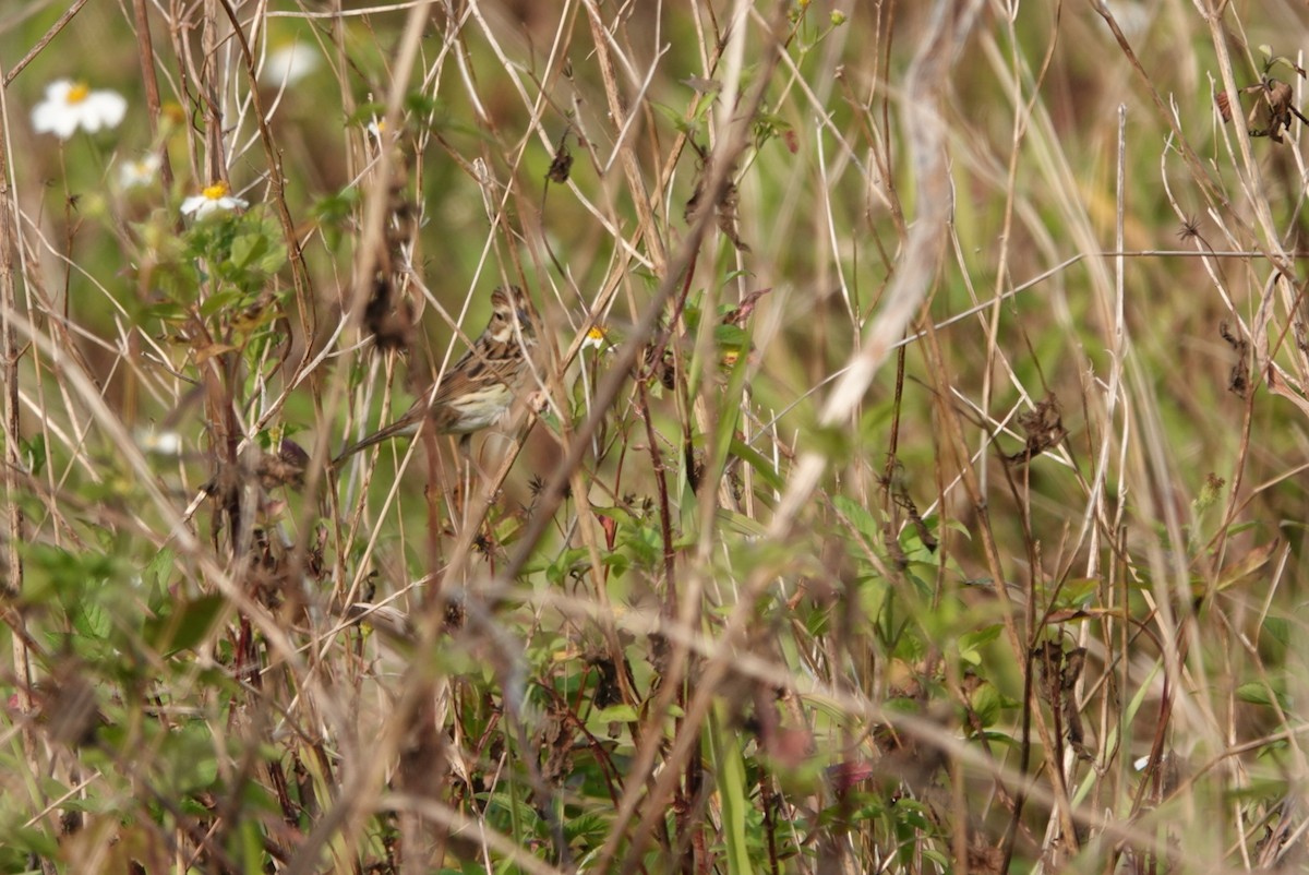 Chestnut-eared Bunting - ML544560341