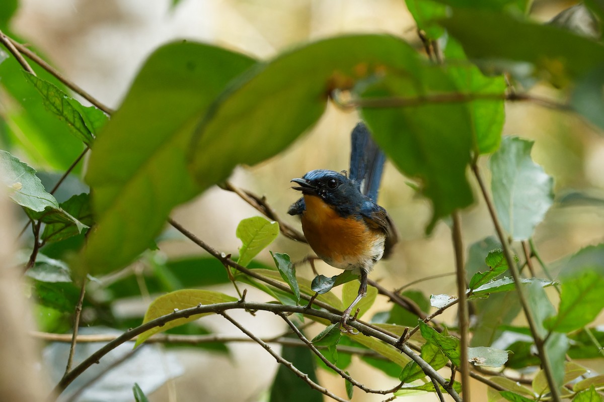 Indochinese Blue Flycatcher - ML544561021