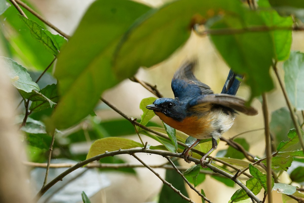 Indochinese Blue Flycatcher - ML544561031