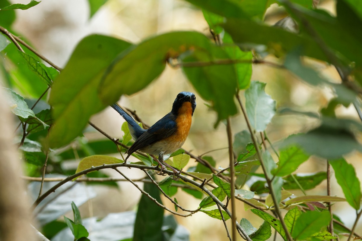 Indochinese Blue Flycatcher - ML544561041
