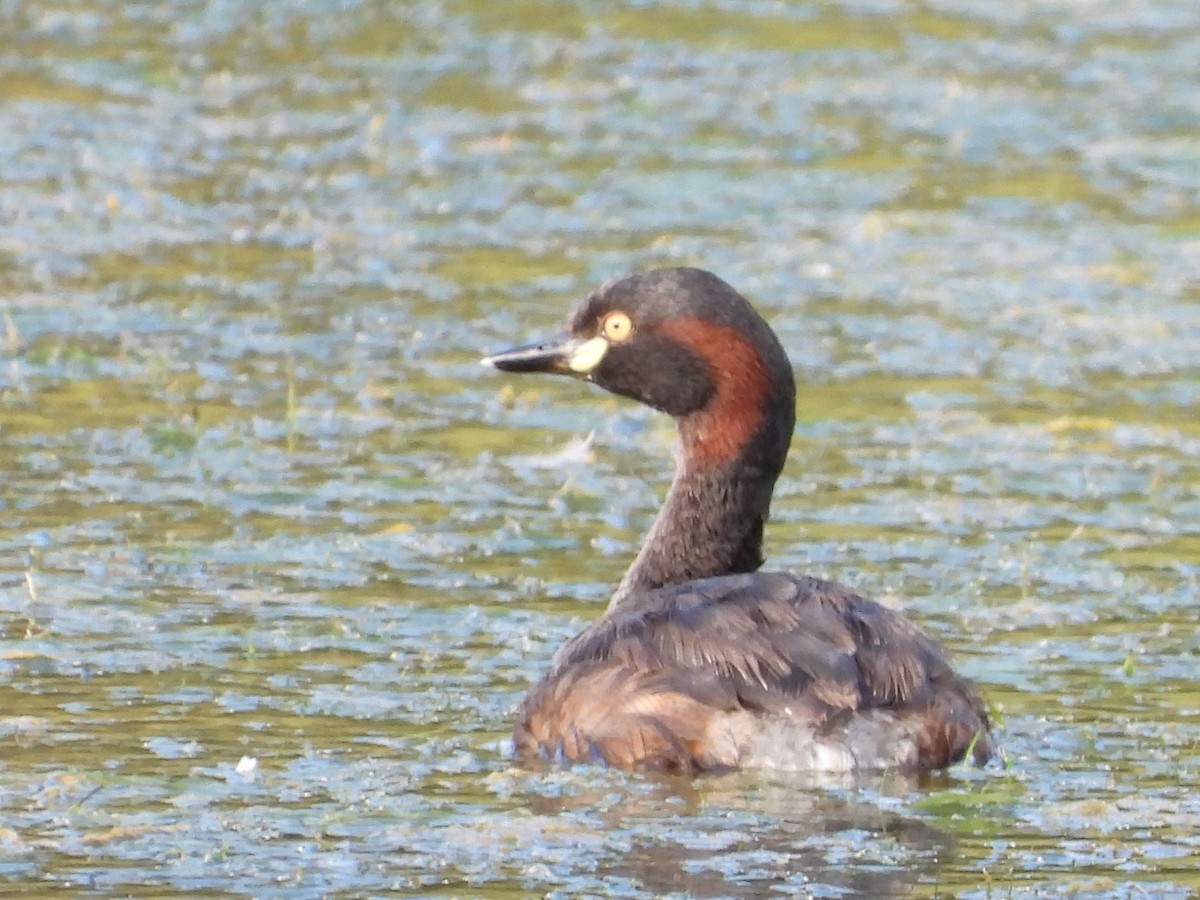 Australasian Grebe - Scott Fox