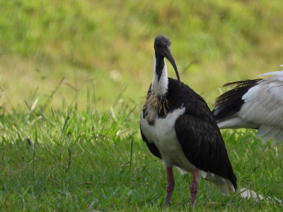 Straw-necked Ibis - ML544561451