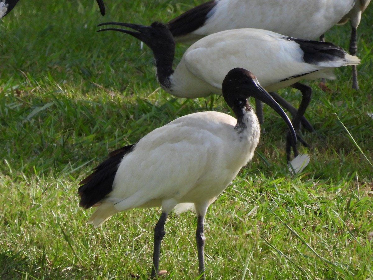 ibis australský - ML544561521